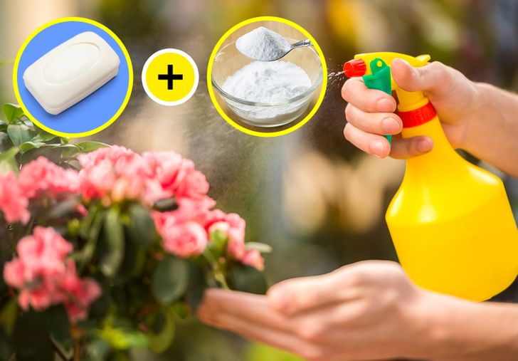 5 Baking Soda Tricks You Can Use to Take Care of Your Garden