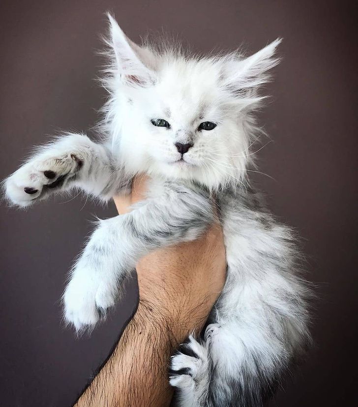 18 Pets That Are So Unique, It’s Hard to Believe They’re Even Real