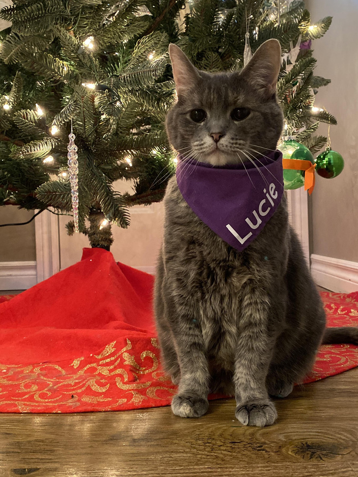 A Cat Who Finally Stopped Hating Her Christmas Card Photo, After Years of Trying