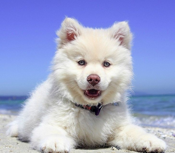 20+ Dog Breeds That Are Basically Teddy Bears Who Love You Back