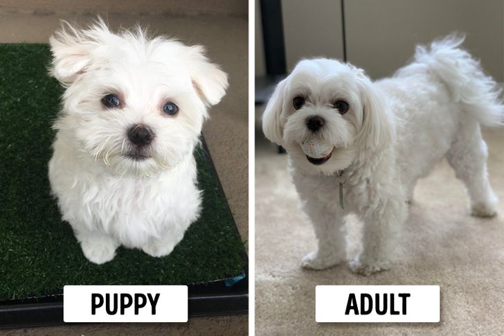 puppies that dont grow