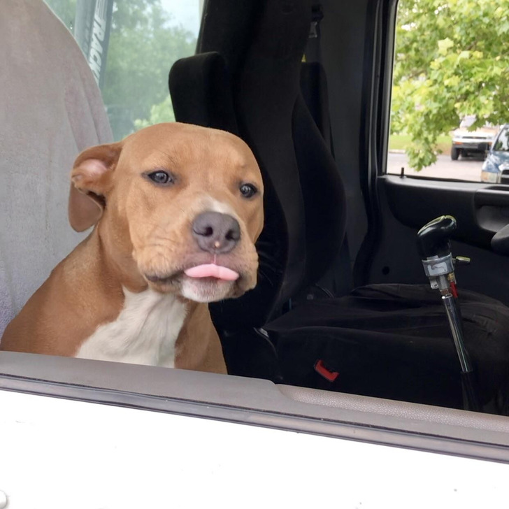 The Driver’s Dog Who Comes to Work Every Day
