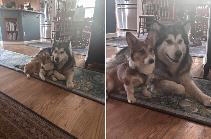A 6-Month-Old Corgi and His Two 90-Pound Malamute Friends