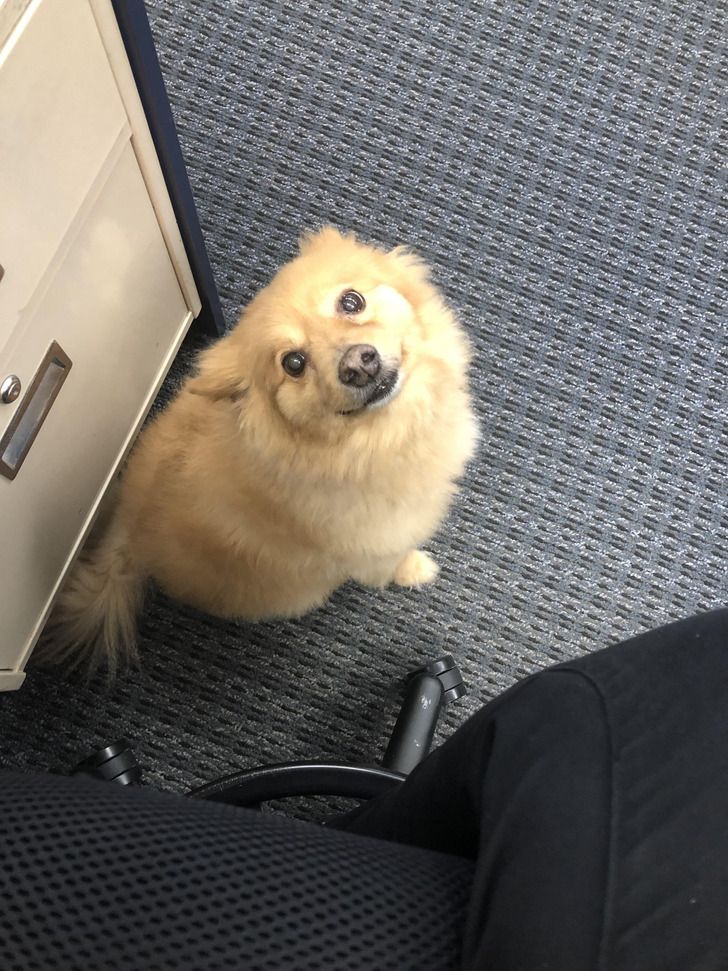 The Boss’s Dog, a New Friend at Work