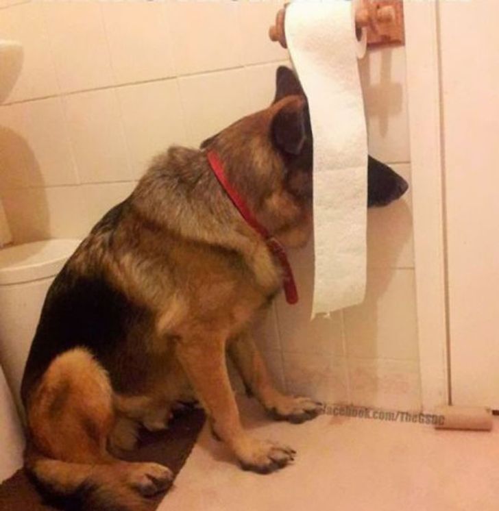 20 dogs who think they’ve found the perfect hiding place