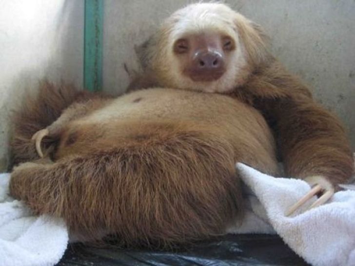 How 24 Animals Look Before Giving Birth