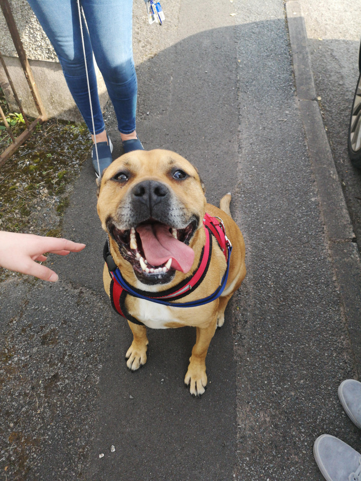 Chester From the Animal Sanctuary, 4 Years After His Walks Ended