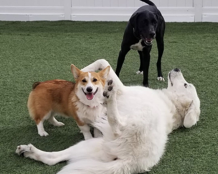 A 25-Pound Corgi Who Only Plays With the Big Dogs