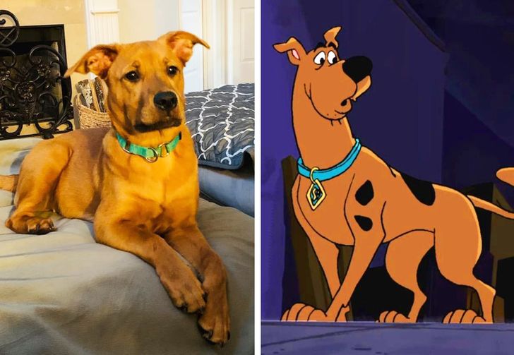 20 Dogs That Share a Tremendous Resemblance With Someone Famous ...