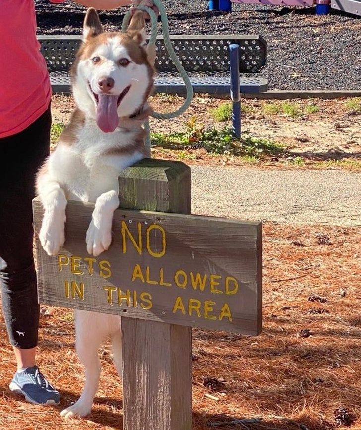 18 Rebels Who Don’t Break the Rules but Manage to Get Around Them With Incredible Skill