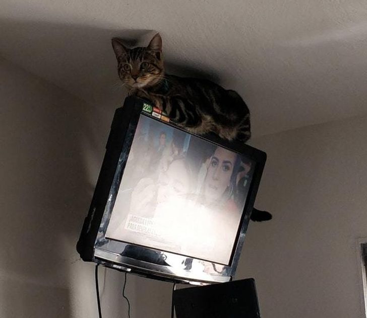 Gray tabby cat chilling on top of hanging television