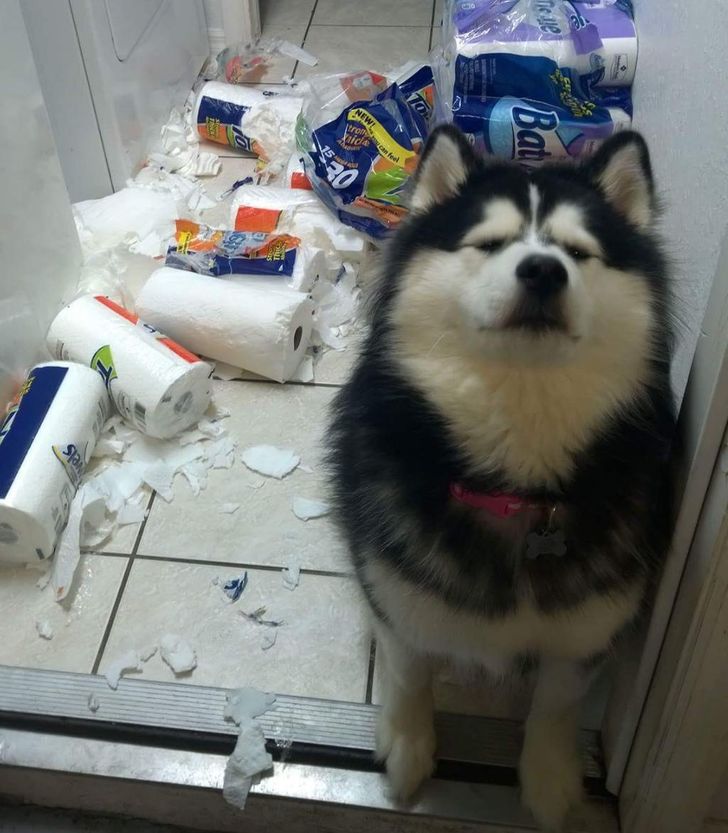 18 “Innocent” Animals Who Know Nothing About This Mess