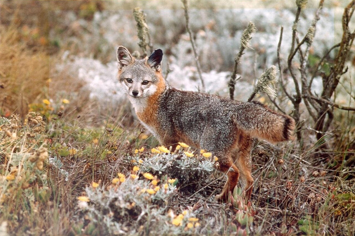 An island fox on the Channel Islands