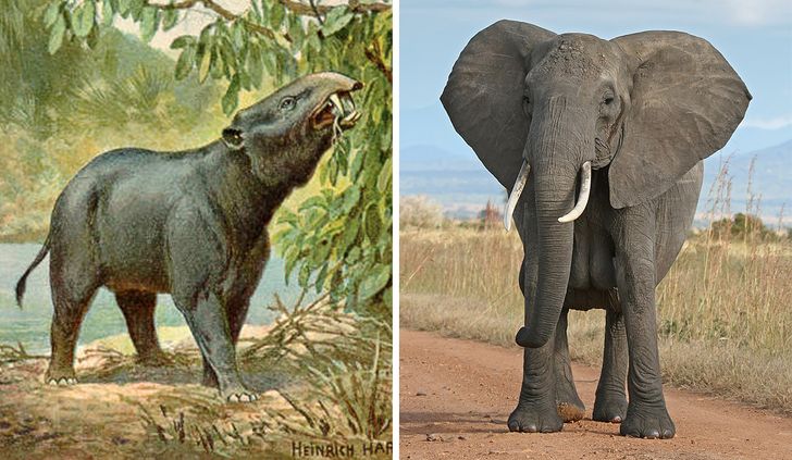 How 11 Animals Have Changed Over Time