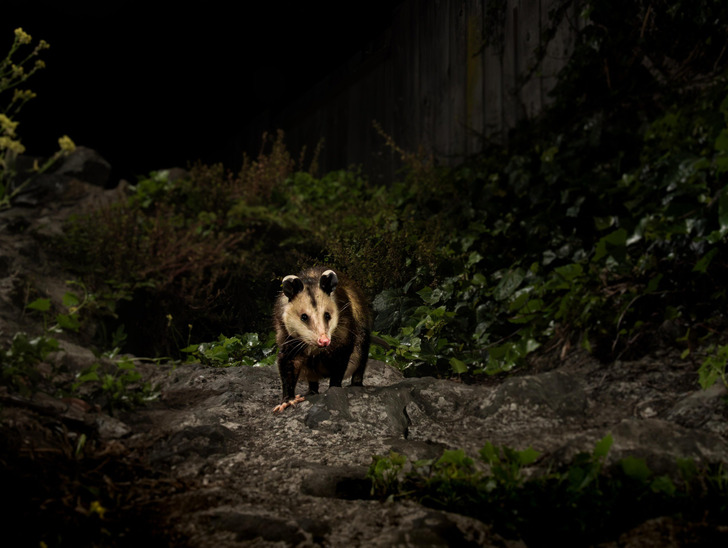 A Mother Opossum Showed Up on the Camera Trap, Likely Carrying a Litter in Her Pouch