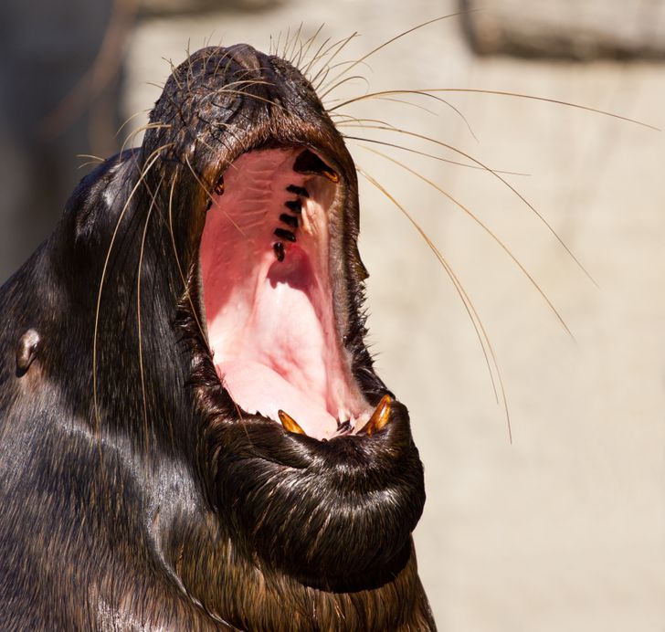 Test If You Can You Look at These 20 Photos Without Yawning