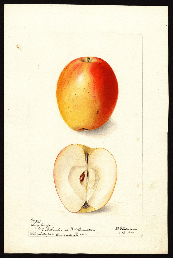 Sary Sinap apple, USDA watercolor by Deborah Griscom Passmore, 1900