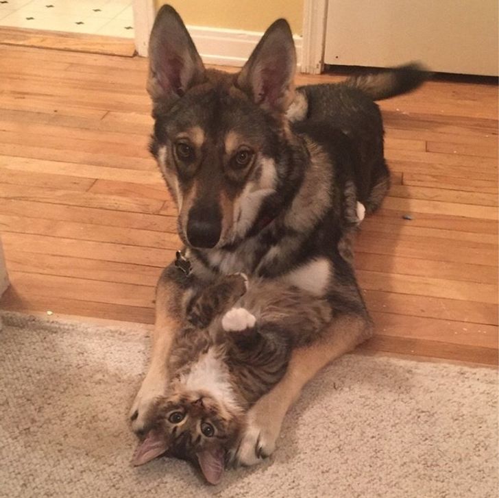 Gray tabby cat and black and brown dog bonding
