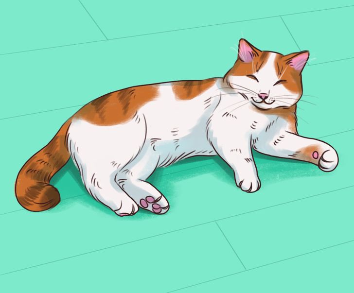 What a Sleeping Position Can Reveal About Your Cat / Bright Side