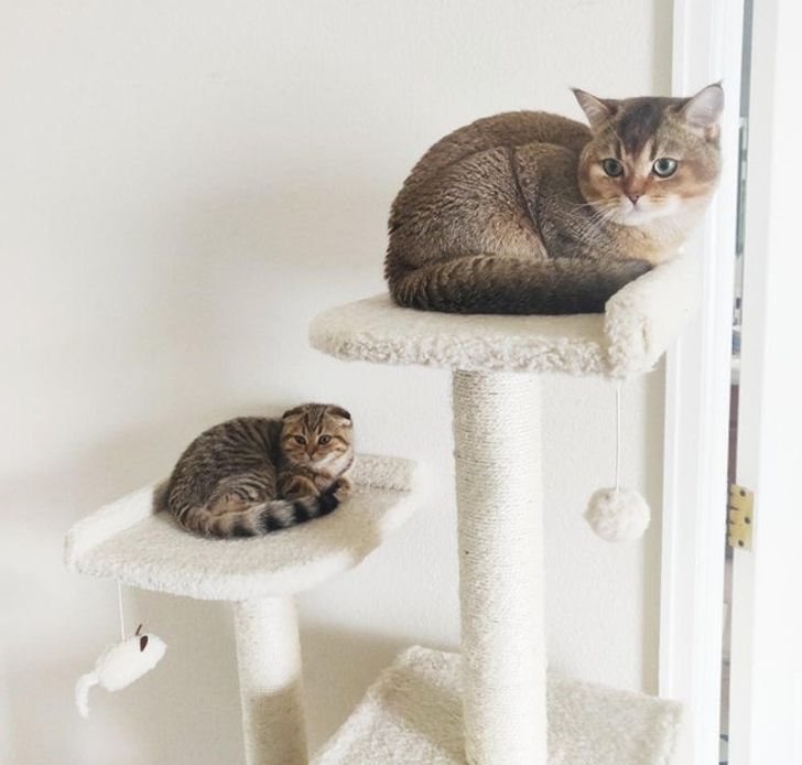 15 Pets and Their Mini Versions Prove That Parental Love Is Special