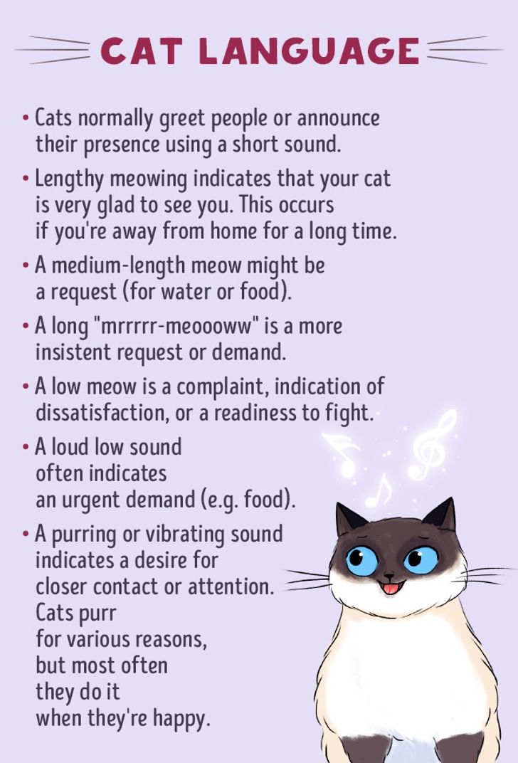 How to Find a Common Language With Your Cat