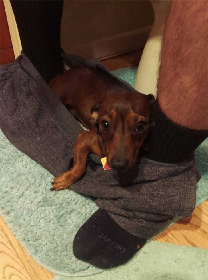 17 Cats and Dogs Who Cannot Do Without Their Humans