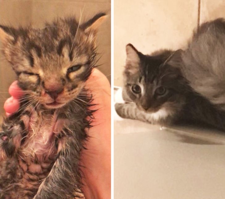 21 Photos That Show How Priceless It Is to Give Homeless Animals a New Life