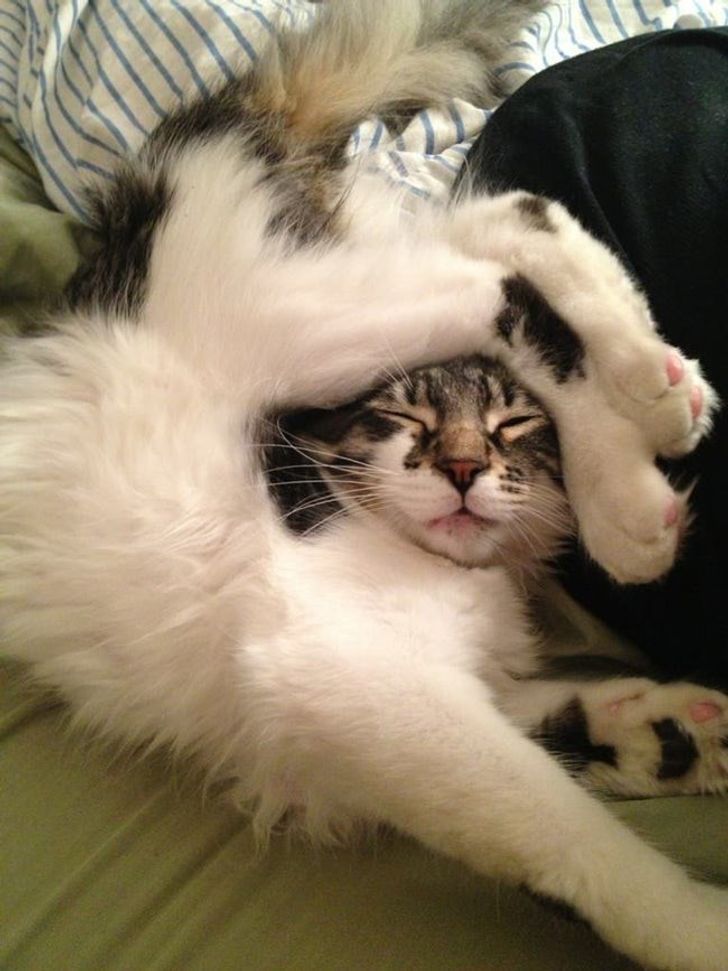25 Hysterically Flexible Cats Who Broke All the Laws of Physics