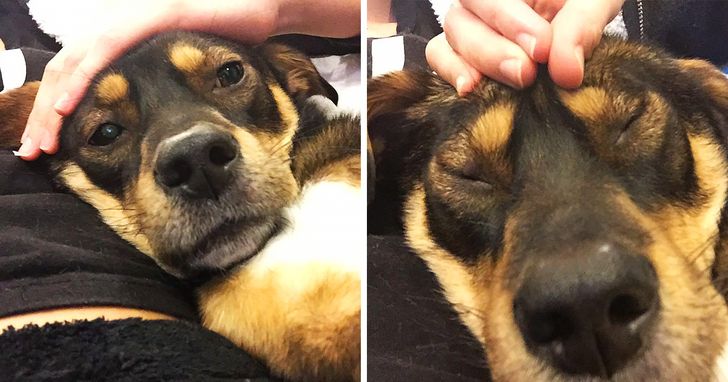 How to Give a Dog a Head Massage