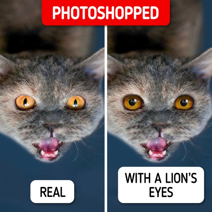 Guess Which of These 14 Animals Are Photoshopped / Bright Side