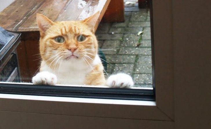 25 animals who are really, really eager to come inside
