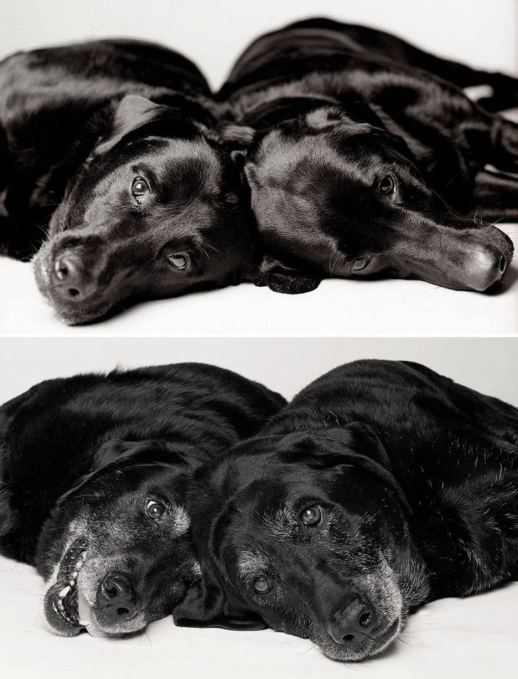 How dogs get older: A fascinating and deeply touching photography project