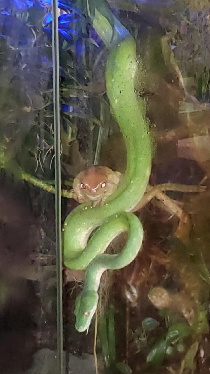 A Frog and a Python, Best Friends Since 2018, and the Frog Is the Boss