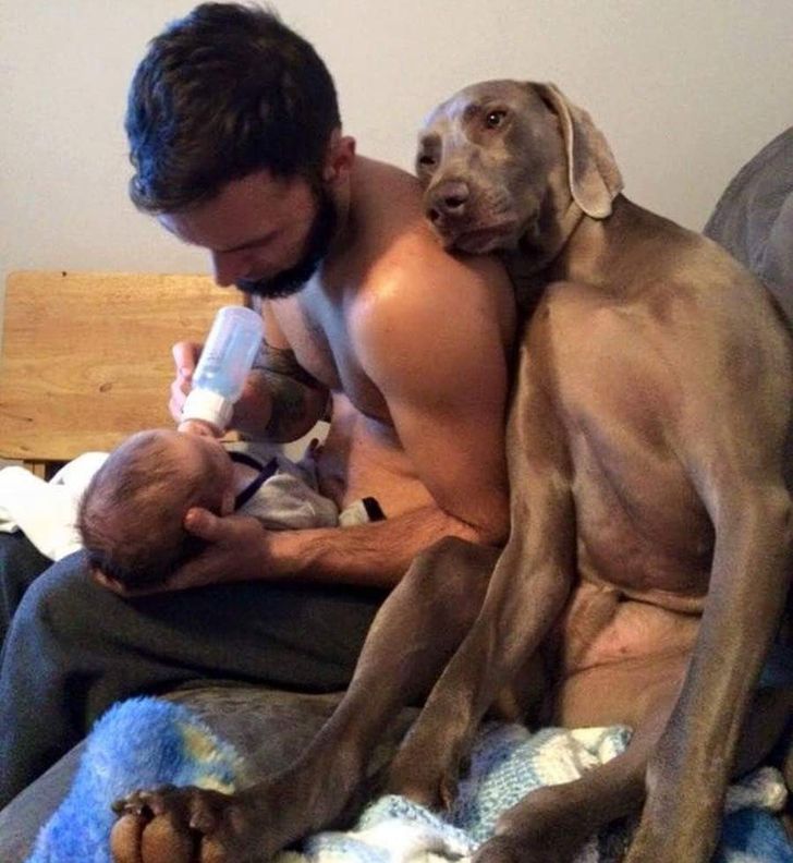 Dog showing love to human