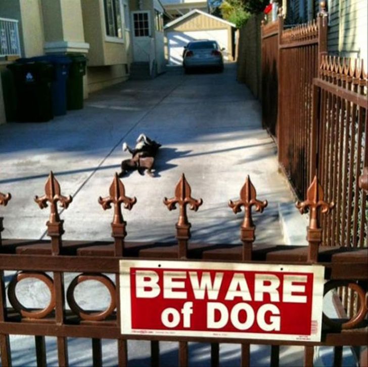 15+ Funny “Beware of the Dog” Signs and the Very Dangerous Dogs Behind Them