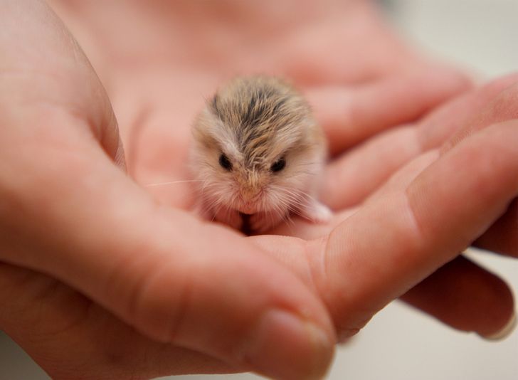 16 Tiny Baby Animals That Will Warm Your Heart