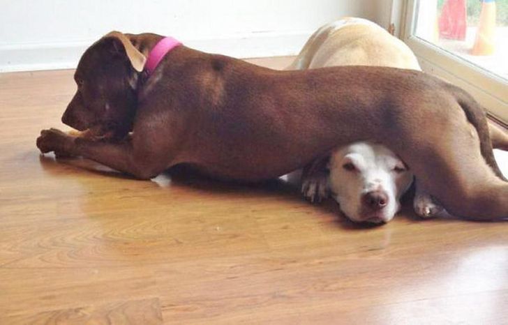 20 Impudent Animals Who Do Not Care About the Standards of Decency