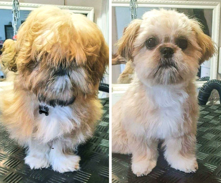 20 Owners Who Didn’t Recognize Their Pets After Grooming / Bright Side
