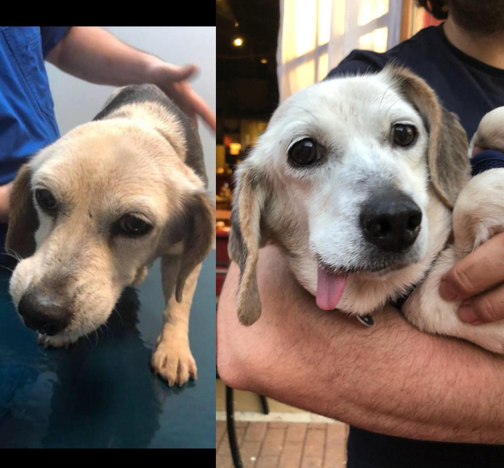 An Old Dog With a Sad Face Who Now Spends Her Golden Years on Peanut Butter