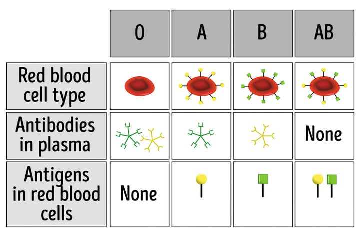 view-b-negative-blood-type-personality-background-blood-type