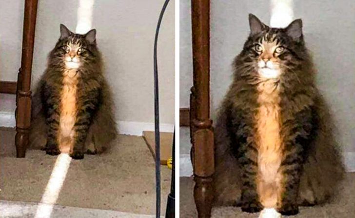 20+ Photos Proving That Life With a Cat Is Always Full of Surprises