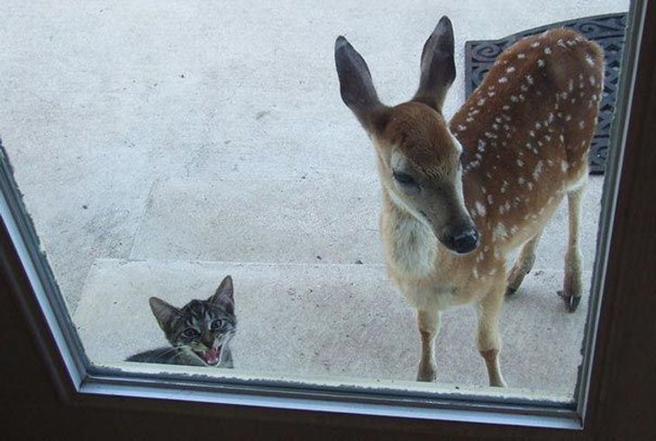 25 animals who are really, really eager to come inside