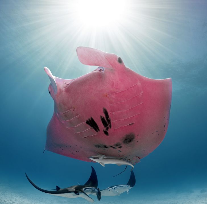 A Photographer Meets the Pink Manta Ray You Didn’t Know Existed, Gets 5 Unique Pics
