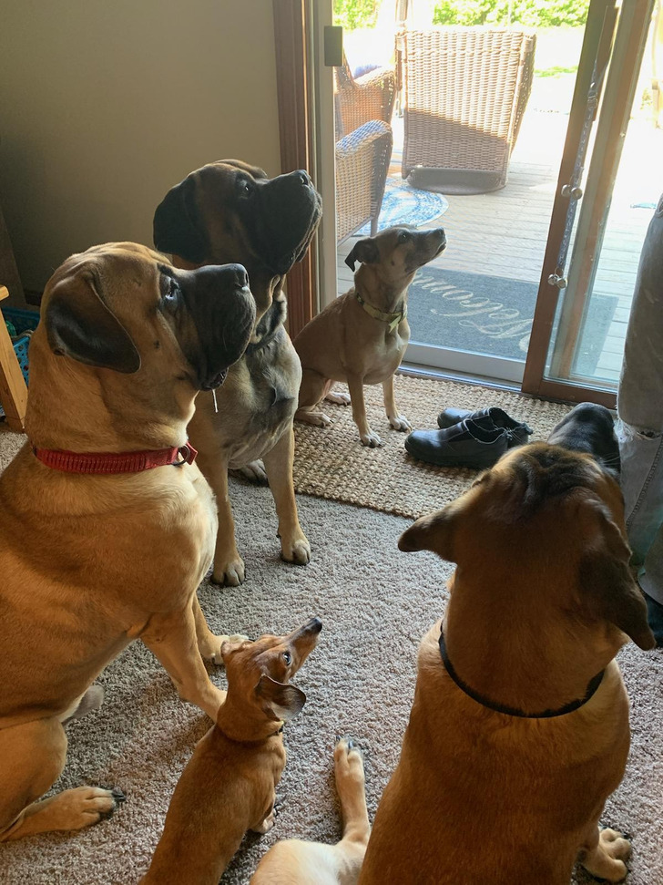 A 10-Pound Dachshund Who Leads Three 120-Pound Bullmastiffs