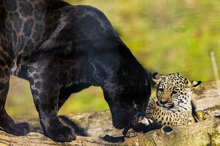 16 Melanistic Animals That Are the Truest Children of the Night