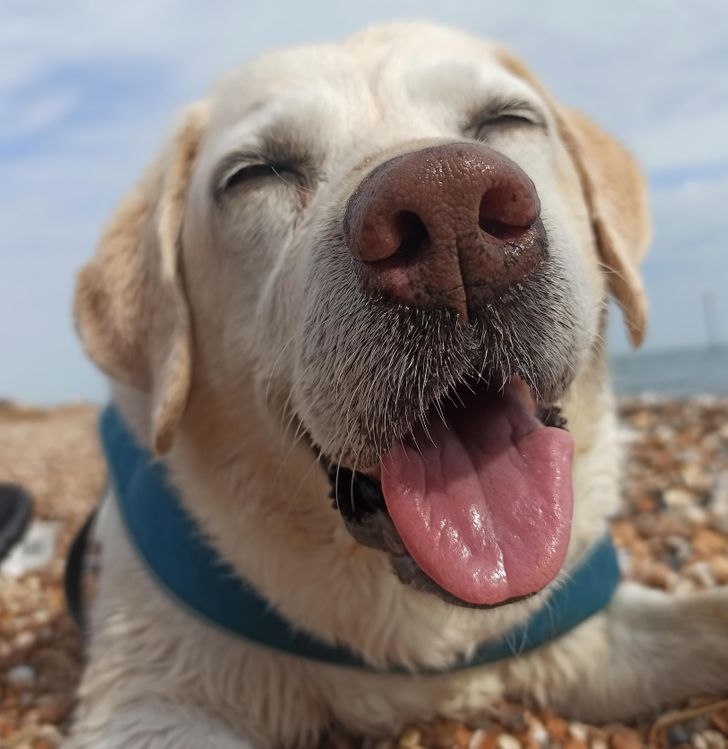21 Happy Animals That Are Always Ready to Protect Our Good Mood