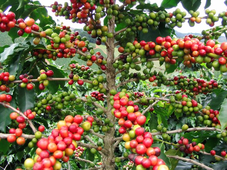 This Is How Our Favorite Foods Look in Their Natural Habitats