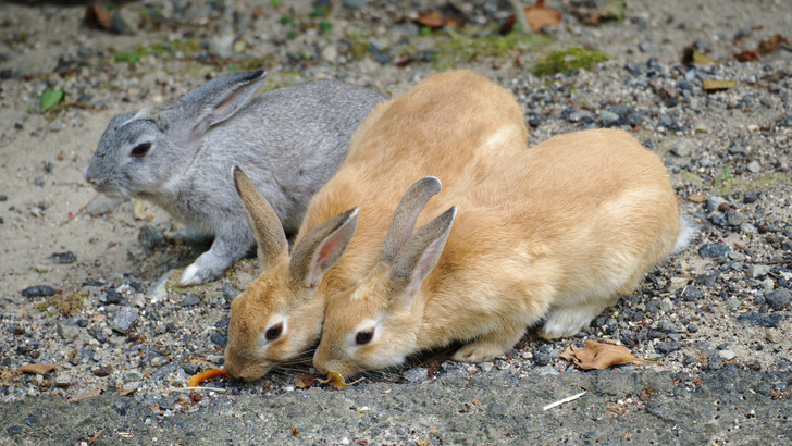 Rabbits on Ōkunoshima, 2018