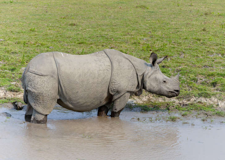A one-horned rhino in Kaziranga National Park, March 2025
