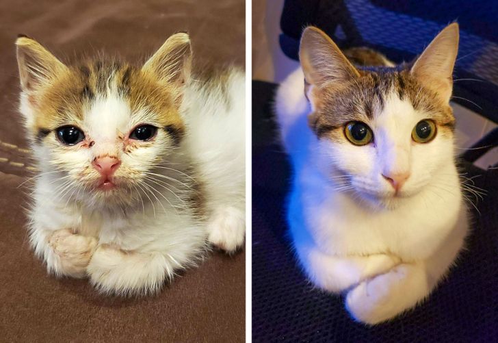 21 Photos That Show How Priceless It Is to Give Homeless Animals a New Life